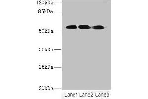 Western blot All lanes: FZR1 antibody at 6 μg/mL Lane 1: Hela whole cell lysate Lane 2: Jurkat whole cell lysate Lane 3: 293T whole cell lysate Secondary Goat polyclonal to rabbit IgG at 1/10000 dilution Predicted band size: 56, 55, 45 kDa Observed band size: 56 kDa (FZR1 抗体  (AA 1-493))