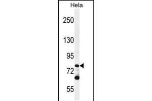 Western blot analysis in Hela cell line lysates (35ug/lane). (PCDHB10 抗体  (C-Term))
