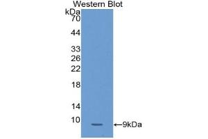 Western blot analysis of the recombinant protein.