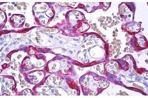 Anti-MFGE8 / MFG-E8 antibody IHC staining of human placenta, trophoblast.