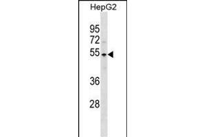 PKNOX1 Antibody (C-term) (ABIN1537248 and ABIN2838326) western blot analysis in HepG2 cell line lysates (35 μg/lane). (PKNOX1 抗体  (C-Term))