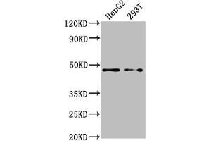 Western Blot Positive WB detected in: HepG2 whole cell lysate, 293T whole cell lysate All lanes: PSMD4 antibody at 1:2000 Secondary Goat polyclonal to rabbit IgG at 1/50000 dilution Predicted band size: 41, 29 kDa Observed band size: 41 kDa (PSMD4/ASF 抗体  (Regulatory Subunit 4))