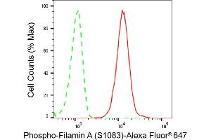Flow cytometric analysis of Phospho-Filamin A (S) expression in C2C12 cells using Phospho-Filamin A (S) antibody (ABIN7798620), 1:2,000).