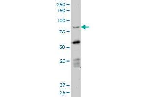 DAZ1 monoclonal antibody (M06), clone 3E3. (DAZ1 抗体  (AA 21-120))