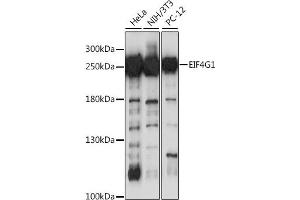 Western blot analysis of extracts of various cell lines, using EIF4G antibody (ABIN1872506) at 1:1000 dilution. (EIF4G1 抗体)