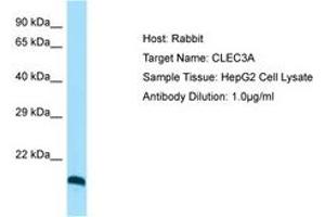 Image no. 1 for anti-C-Type Lectin Domain Family 3, Member A (CLEC3A) (C-Term) antibody (ABIN6750092) (CLEC3A 抗体  (C-Term))