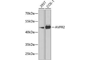 Western blot analysis of extracts of various cell lines, using  Antibody (ABIN6129564, ABIN6137379, ABIN6137380 and ABIN6223862) at 1:1000 dilution. (AVPR2 抗体  (AA 232-371))
