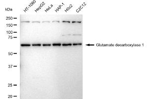 Western blotting analysis using Glutamate decarboxylase 1 antibody (ABIN7798737).