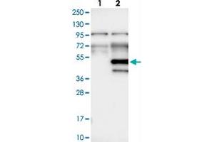 Western blot analysis of Lane 1: Negative control (vector only transfected HEK293T lysate), Lane 2: Over-expression Lysate (Co-expressed with a C-terminal myc-DDK tag (~3. (WDR89 抗体)