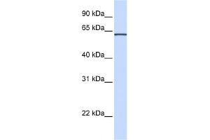 WB Suggested Anti-ITFG1 Antibody Titration:  0. (ITFG1 抗体  (N-Term))