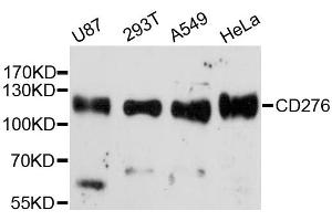 Western blot analysis of extracts of various cell lines, using CD276 antibody.
