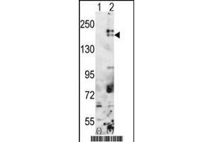 Western blot analysis of SETDB1(arrow) using rabbit polyclonal SETDB1 Antibody (C-term) (ABIN387924 and ABIN2844389). (SETDB1 抗体  (C-Term))