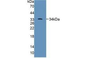 Western Blotting (WB) image for anti-Protein tyrosine Phosphatase, Receptor Type, B (PTPRB) (AA 1041-1310) antibody (ABIN7443743)