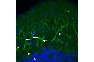 Expression of AMPA Receptor 2 (GluR2) in mouse brainImmunohistochemical staining of frozen free-floating of the molecular layer of the mouse cerebellum using Anti-GluR2 (GluA2) (extracellular)-ATTO Fluor-488 Antibody (ABIN7582037), (1:20).