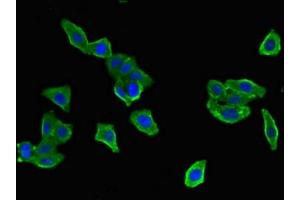 Immunofluorescent analysis of HepG2 cells using ABIN7150528 at dilution of 1:100 and Alexa Fluor 488-congugated AffiniPure Goat Anti-Rabbit IgG(H+L) (DNAJB6 抗体  (AA 208-326))