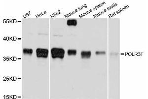 Western blot analysis of extracts of various cell lines, using POLR3F antibody (ABIN5998568) at 1/1000 dilution. (POLR3F 抗体)