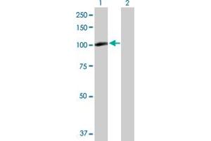 Western Blot analysis of PDXDC1 expression in transfected 293T cell line by PDXDC1 MaxPab polyclonal antibody. (PDXDC1 抗体  (AA 1-788))