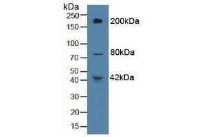 Western Blotting (WB) image for anti-Protein tyrosine Phosphatase, Receptor Type, B (PTPRB) (AA 1041-1310) antibody (ABIN7443743)