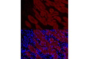 Immunofluorescence (IF) image for anti-Dopa Decarboxylase (Aromatic L-Amino Acid Decarboxylase) (DDC) (AA 1-100) antibody (ABIN1679510)