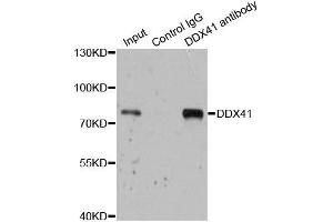 Immunofluorescence (IF) image for anti-DEAD (Asp-Glu-Ala-Asp) Box Polypeptide 41 (DDX41) (AA 1-300) antibody (ABIN6139498)