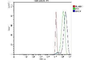 anti-Bromodomain Containing 9 (BRD9) (AA 7-271) antibody