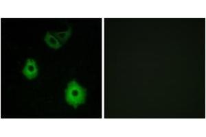 Immunofluorescence (IF) image for anti-Olfactory Receptor, Family 5, Subfamily H, Member 6 (OR5H6) (AA 215-264) antibody (ABIN1535931)