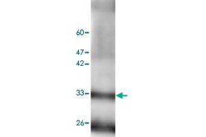 Western blot analysis of mouse liver lystae with RGN monoclonal antibody, clone 17  at 1:1000 dilution. (Regucalcin 抗体)