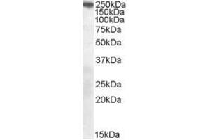 Image no. 1 for anti-Sortilin-Related Receptor, L(DLR Class) A Repeats Containing (SORL1) (C-Term) antibody (ABIN374076) (SORL1 抗体  (C-Term))