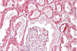 ABIN190918 (5µg/ml) staining of paraffin embedded Human Kidney. (OSBPL5 抗体  (N-Term))