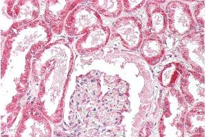 ABIN190918 (5µg/ml) staining of paraffin embedded Human Kidney.