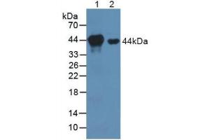 Figure. (MEK1 抗体  (AA 54-369))