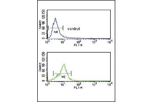 CRHR2 Antibody (N-term) (ABIN390757 and ABIN2841015) flow cytometry analysis of K562 cells (bottom histogram) compared to a negative control cell (top histogram). (CRHR2 抗体  (N-Term))