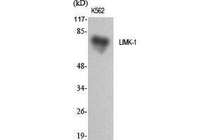 Western Blot (WB) analysis of specific cells using LIMK-1 Polyclonal Antibody. (LIM Domain Kinase 1 抗体  (Internal Region))