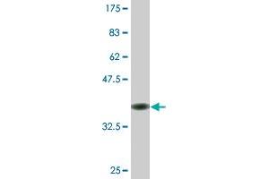 Western Blot detection against Immunogen (36. (RNF138 抗体  (AA 51-150))
