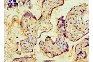 Immunohistochemistry of paraffin-embedded human placenta tissue using ABIN7161584 at dilution of 1:100 (NMNAT3 抗体  (AA 1-215))