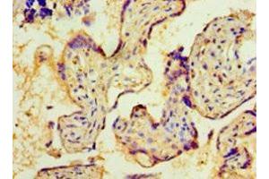Immunohistochemistry of paraffin-embedded human placenta tissue using ABIN7161584 at dilution of 1:100