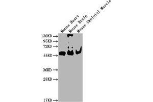 Western Blotting (WB) image for anti-Pyruvate Kinase M1/2 (PKM) (AA 2-531) antibody (ABIN7166916)