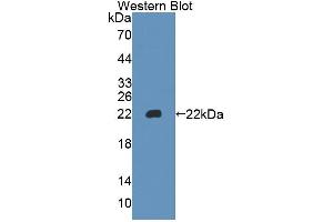 Western blot analysis of the recombinant protein. (EDF1 抗体  (AA 2-148))