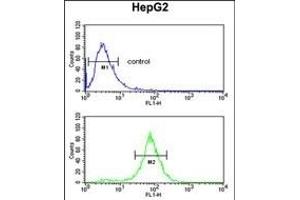 ELOVL2 Antibody (N-term) (ABIN653138 and ABIN2842714) flow cytometric analysis of HepG2 cells (bottom histogram) compared to a negative control cell (top histogram). (ELOVL2 抗体  (N-Term))