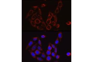 Immunofluorescence (IF) image for anti-SECIS Binding Protein 2 (SECISBP2) (AA 585-854) antibody (ABIN6147497)