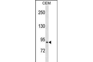 PREP Antibody (Center) (ABIN1538258 and ABIN2850377) western blot analysis in CEM cell line lysates (35 μg/lane). (PREP 抗体  (AA 293-322))