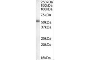 Image no. 1 for anti-Cytochrome P450, Family 19, Subfamily A, Polypeptide 1 (CYP19A1) (Internal Region) antibody (ABIN374919) (Aromatase 抗体  (Internal Region))