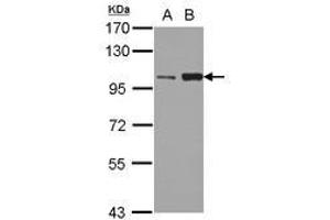 Image no. 1 for anti-Kinesin Family Member 3C (KIF3C) (AA 482-790) antibody (ABIN1499046) (KIF3C 抗体  (AA 482-790))
