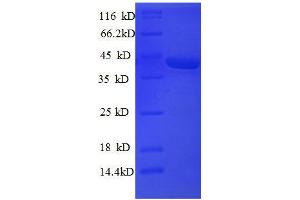 SDS-PAGE (SDS) image for Superoxide Dismutase 1, Soluble (SOD1) (AA 2-154), (full length) protein (GST tag) (ABIN1608020)