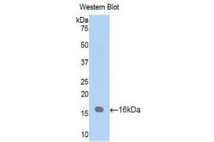 Western Blotting (WB) image for anti-Surfactant Protein D (SFTPD) (AA 259-374) antibody (ABIN1860608) (SFTPD 抗体  (AA 259-374))
