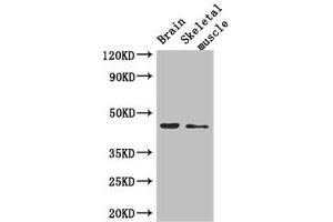 Western Blot Positive WB detected in: Mouse brain tissue, Mouse skeletal muscle tissue All lanes: AJAP1 antibody at 2. (AJAP1 抗体  (AA 308-394))