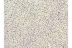Immunohistochemistry of paraffin-embedded human tonsil tissue using ABIN7147043 at dilution of 1:100 (M6PR 抗体  (AA 1-277))