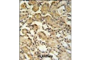 XBP1 Antibody (Center) (ABIN651279 and ABIN2840166) IHC analysis in formalin fixed and paraffin embedded mouse kidney tissue followed by peroxidase conjugation of the secondary antibody and DAB staining.