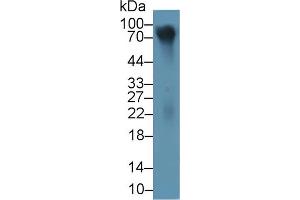 LUM Antikörper  (AA 19-338)