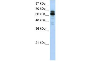 WB Suggested Anti-SYNCRIP Antibody Titration:  1. (SYNCRIP 抗体  (N-Term))